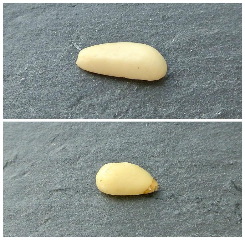 pinienkern1_2_vergleich(C)Vockenhuber