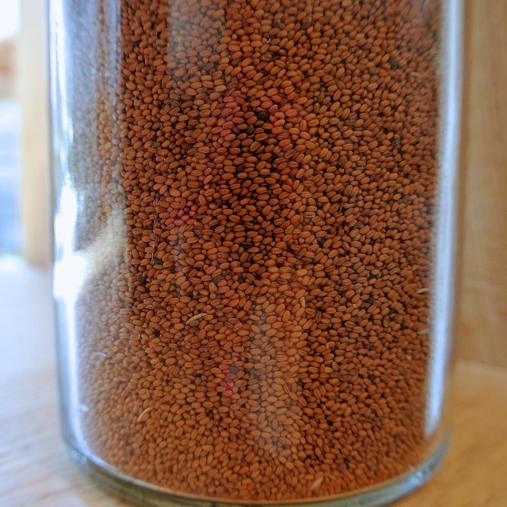 Leindotter in Reinform