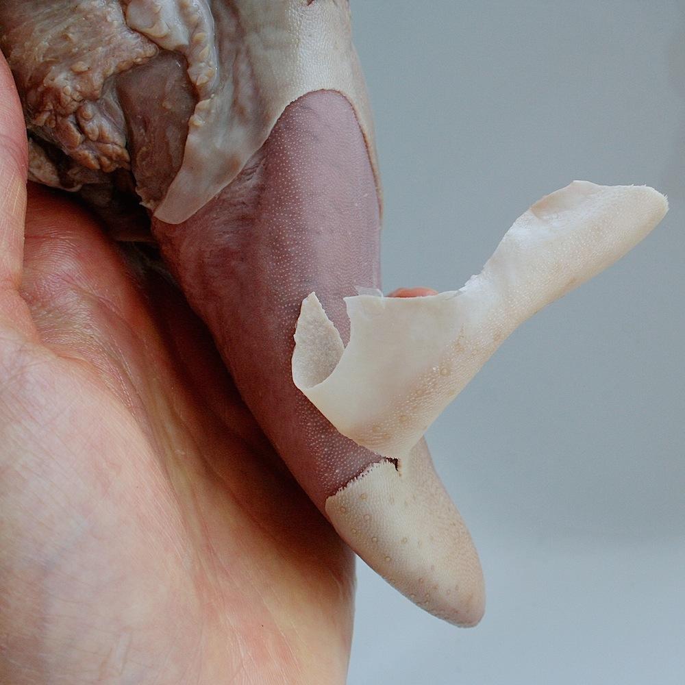 #nosetotail beim Tier, #nosetotail beim Öl